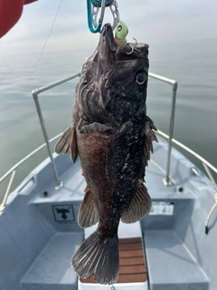 クロソイの釣果