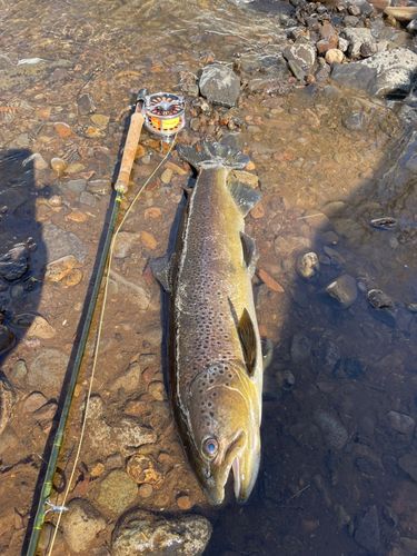 ブラウントラウトの釣果