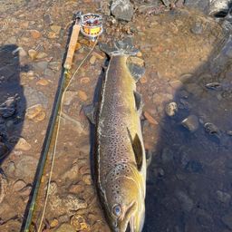 ブラウントラウト