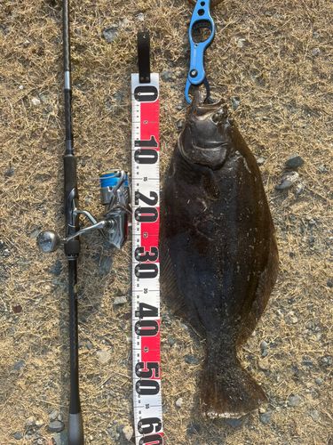 ヒラメの釣果
