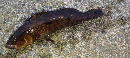 アイナメの釣果