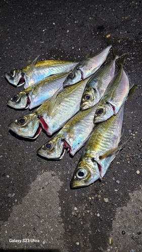 アジの釣果