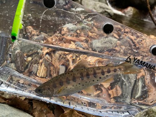 ヤマメの釣果