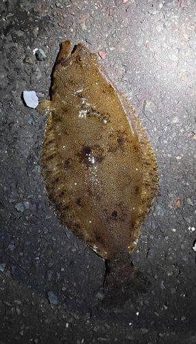 ソゲの釣果