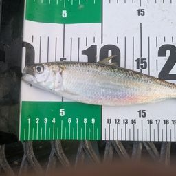 カタボシイワシ