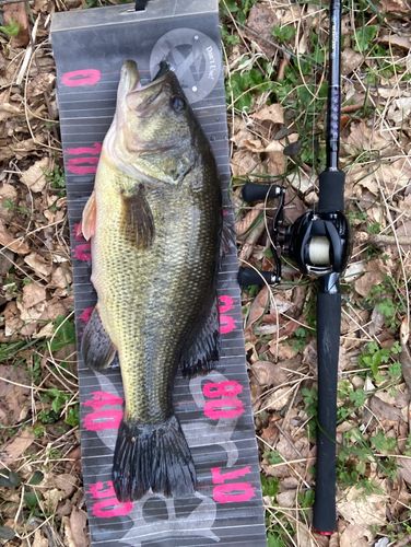 ブラックバスの釣果