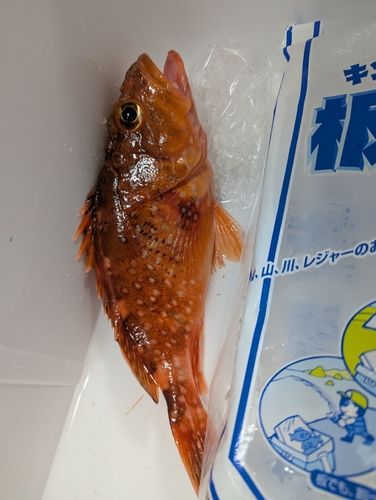 釣果