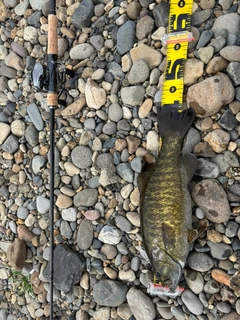 スモールマウスバスの釣果