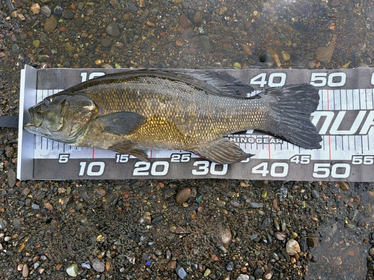 SHIMANO 21ポイズングロリアス 174MH+の最安値・インプレ・釣果