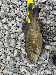 スモールマウスバスの釣果