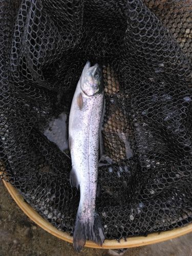 ニジマスの釣果