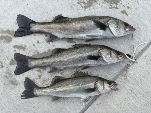 シーバスの釣果