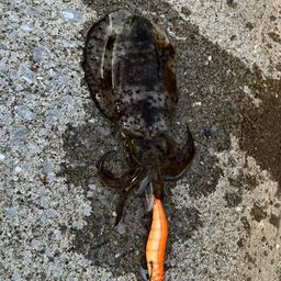 アオリイカ