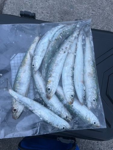 イワシの釣果