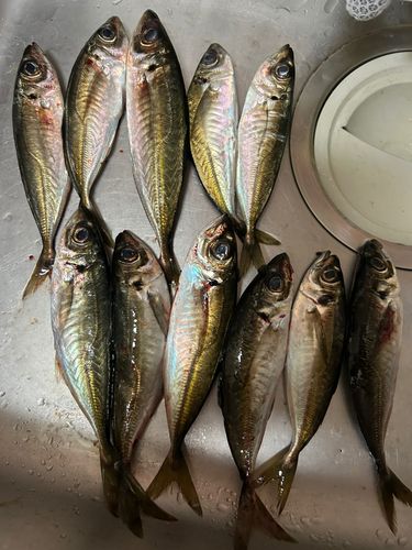 アジの釣果