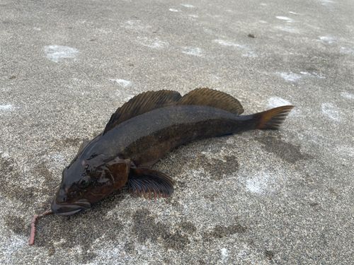 アイナメの釣果