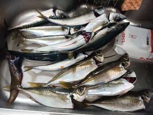 マアジの釣果