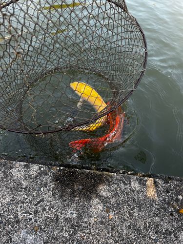 コイの釣果