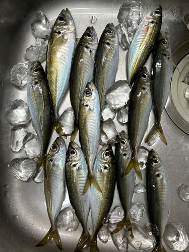 アジの釣果