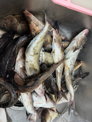 ホッケの釣果