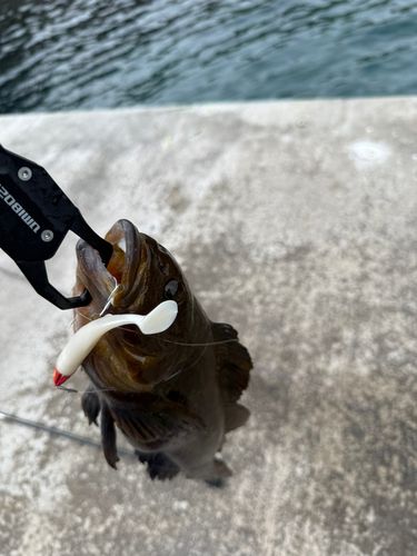 アイナメの釣果