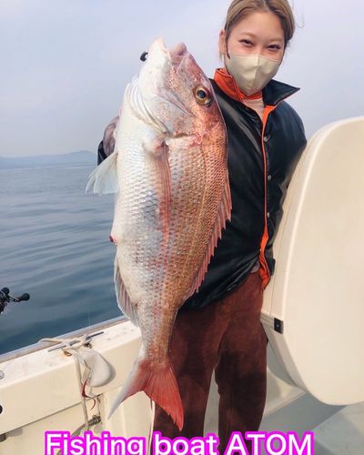 マダイの釣果