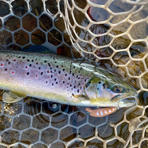 ブラウントラウトの釣果