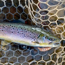 ブラウントラウト