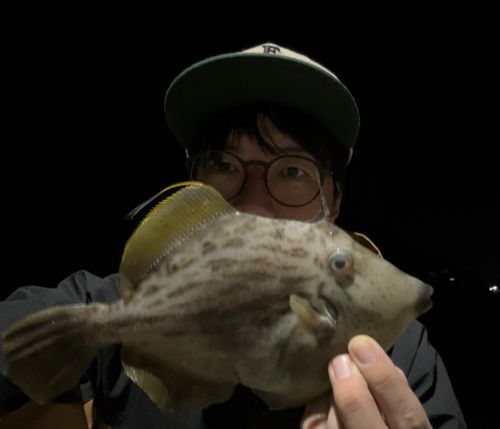 カワハギの釣果