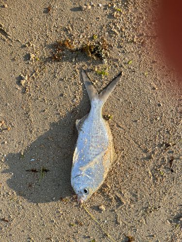 イボダイの釣果