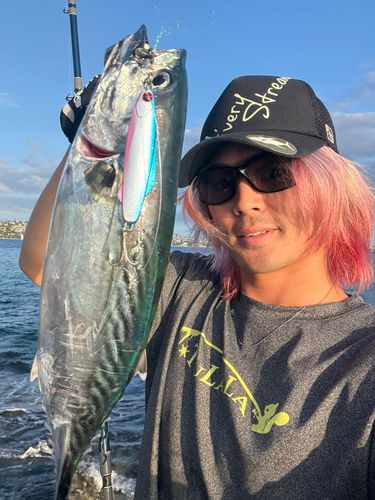 ハガツオの釣果