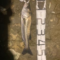 フッコ（マルスズキ）