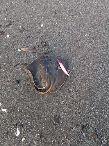 ソゲの釣果