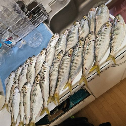 コノシロの釣果