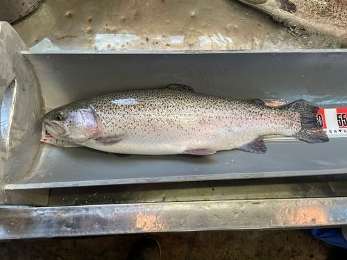 ニジマスの釣果