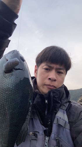 グレの釣果