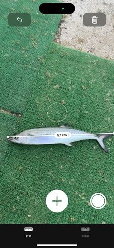 サゴシの釣果