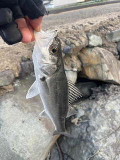 セイゴ（ヒラスズキ）の釣果