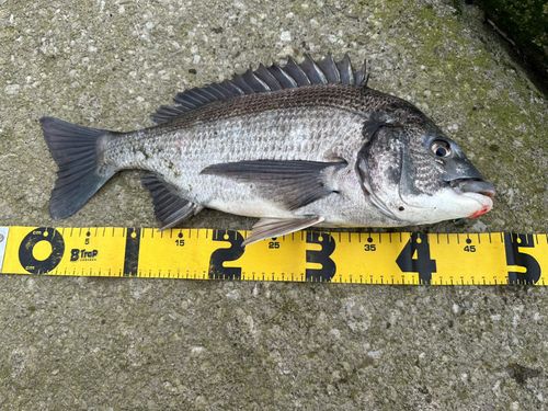 クロダイの釣果