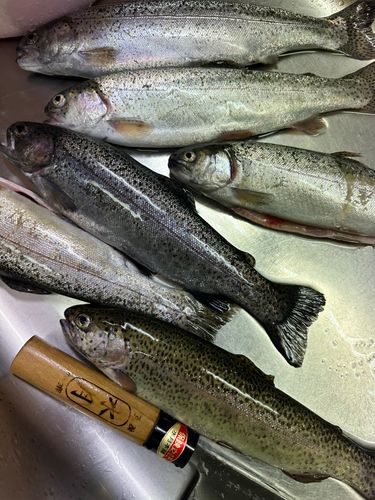 ニジマスの釣果