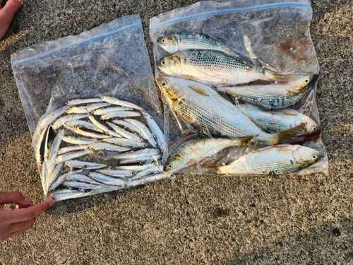 カタクチイワシの釣果