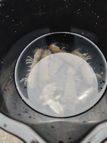 シャコエビの釣果