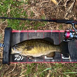 スモールマウスバス