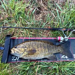 スモールマウスバス