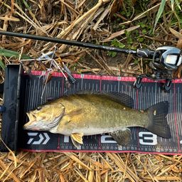 スモールマウスバス