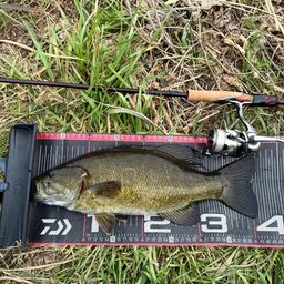 スモールマウスバス