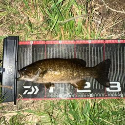 スモールマウスバス