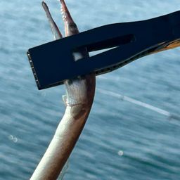 ダイナンウミヘビ