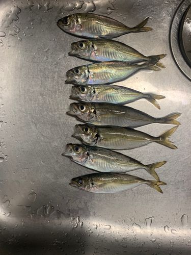アジの釣果
