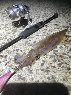 ヤリイカの釣果